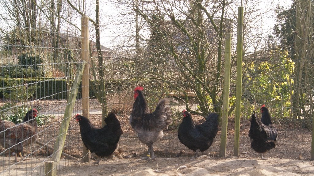 Australorp, Dieren en Toebehoren, Vrouwelijk, Kip