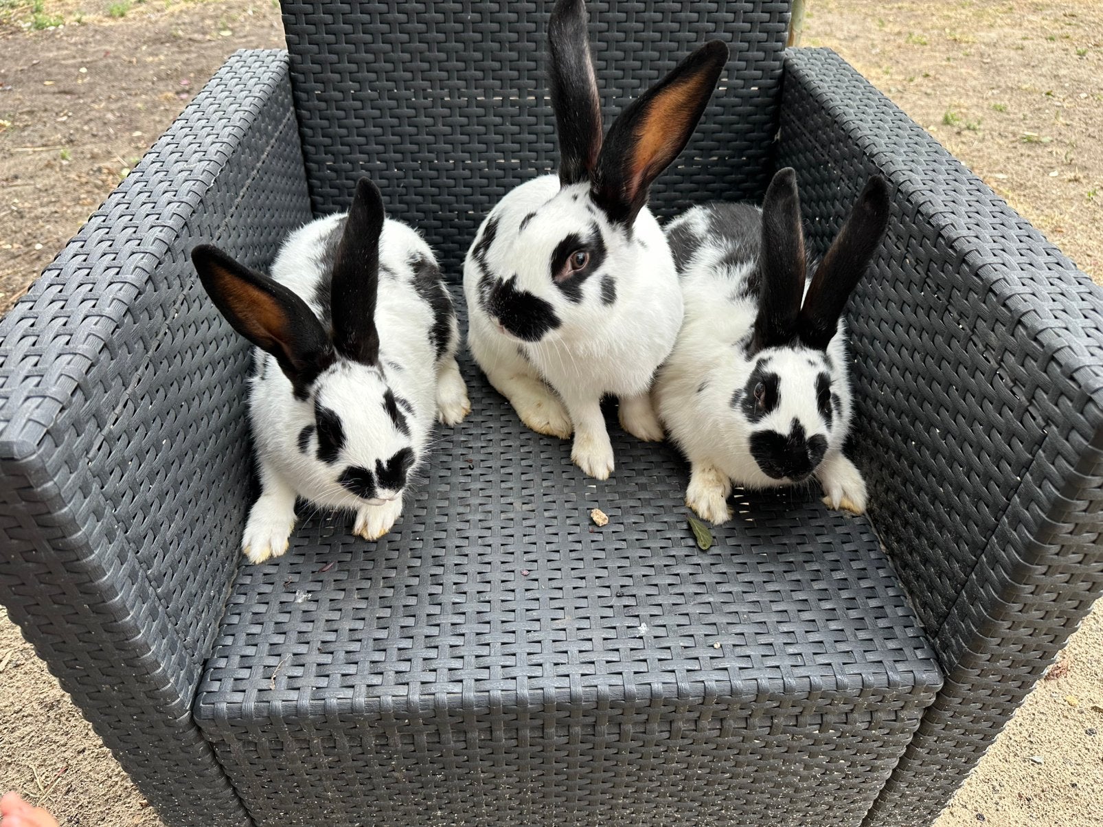 Vleeskonijn/voedsters, Animaux & Accessoires, Lapins