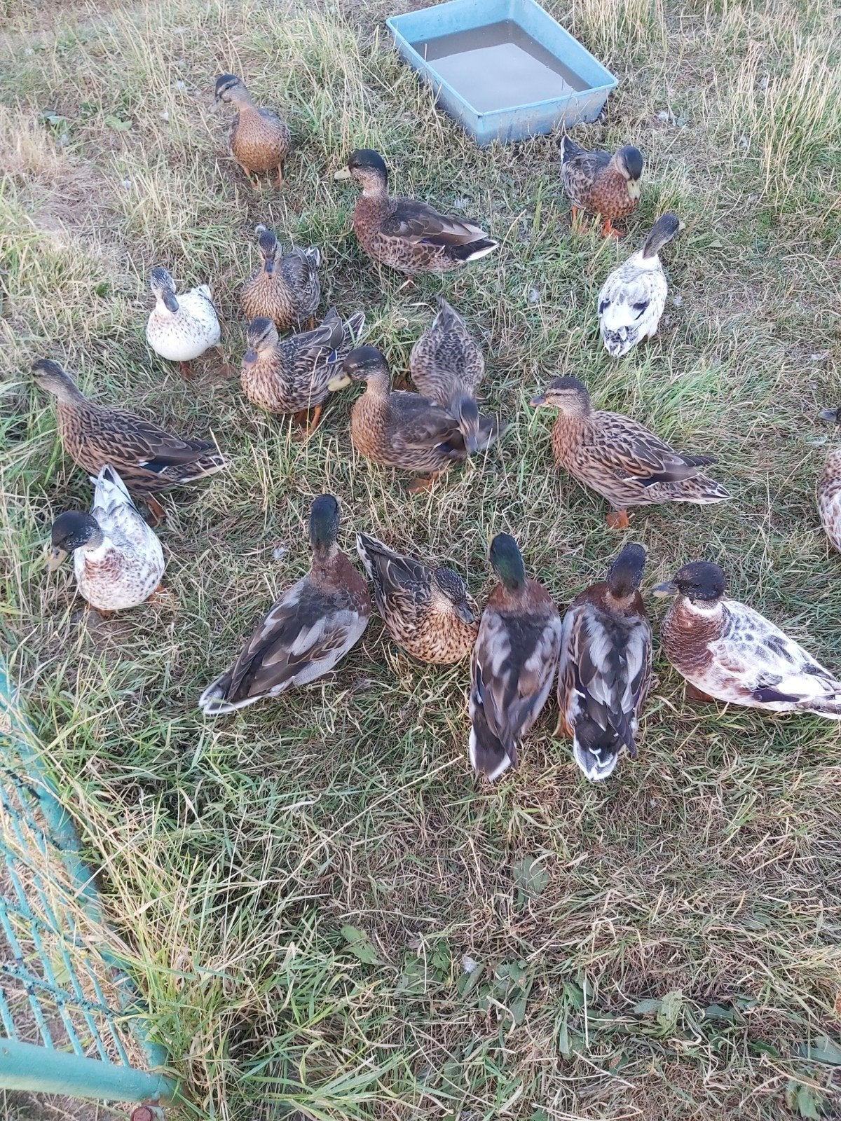 hollandse kwakers te koop, Dieren en Toebehoren, Pluimvee