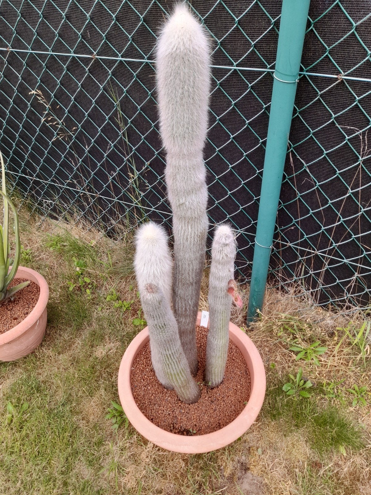 hoge witte cactus Cleistocactus Strauss-Kahn., Enlèvement, Cactus, 100 à 150 cm