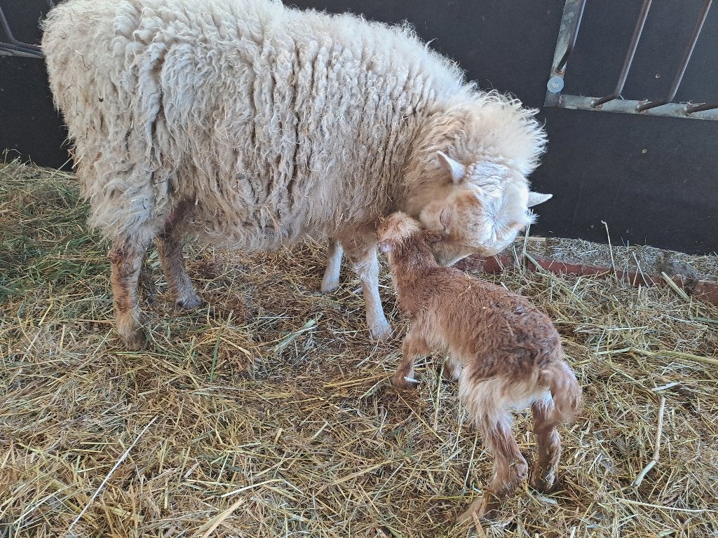 Quessant rammetje 2026, Dieren en Toebehoren, Mannelijk, Schaap, 0 tot 2 jaar