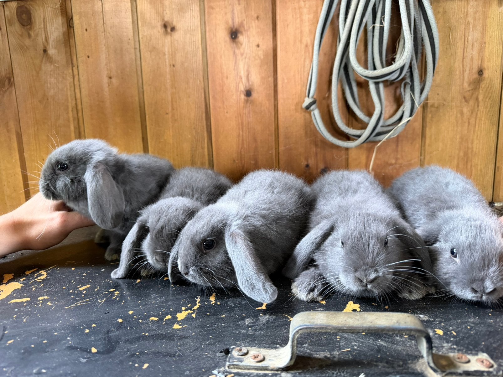 Jonge hangoor konijnen, Dieren en Toebehoren, Konijnen, Klein, Meerdere dieren, 0 tot 2 jaar, Hangoor