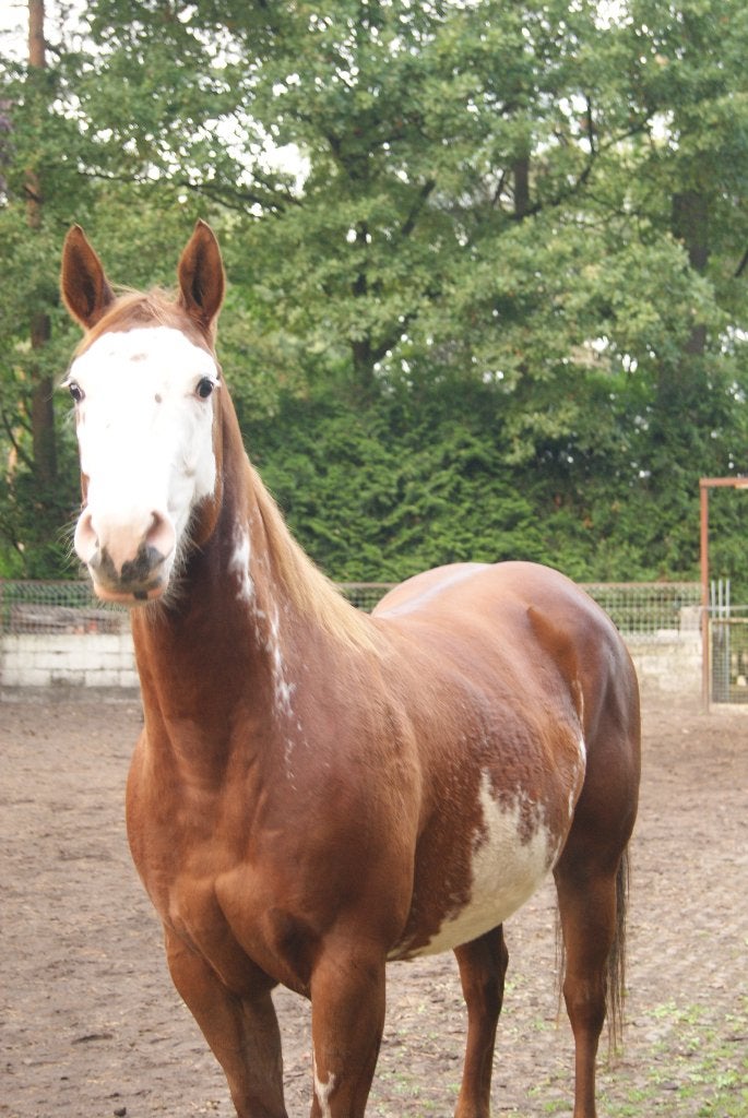Westernpaarden, Dieren en Toebehoren, Paarden, Meerdere dieren, Minder dan 160 cm, Westernpaard, Met stamboom