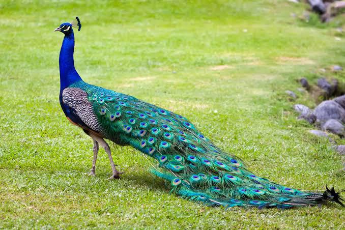 Reserveren van Pauw & bosfazant kuikens, Dieren en Toebehoren, Meerdere dieren, Overige soorten