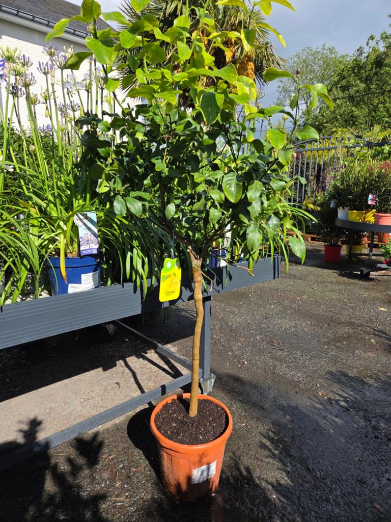 Citrus citroen 4 seizoenen, Enlèvement