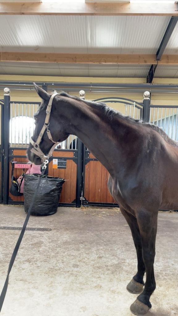 Lieve werkwillige merrie te koop