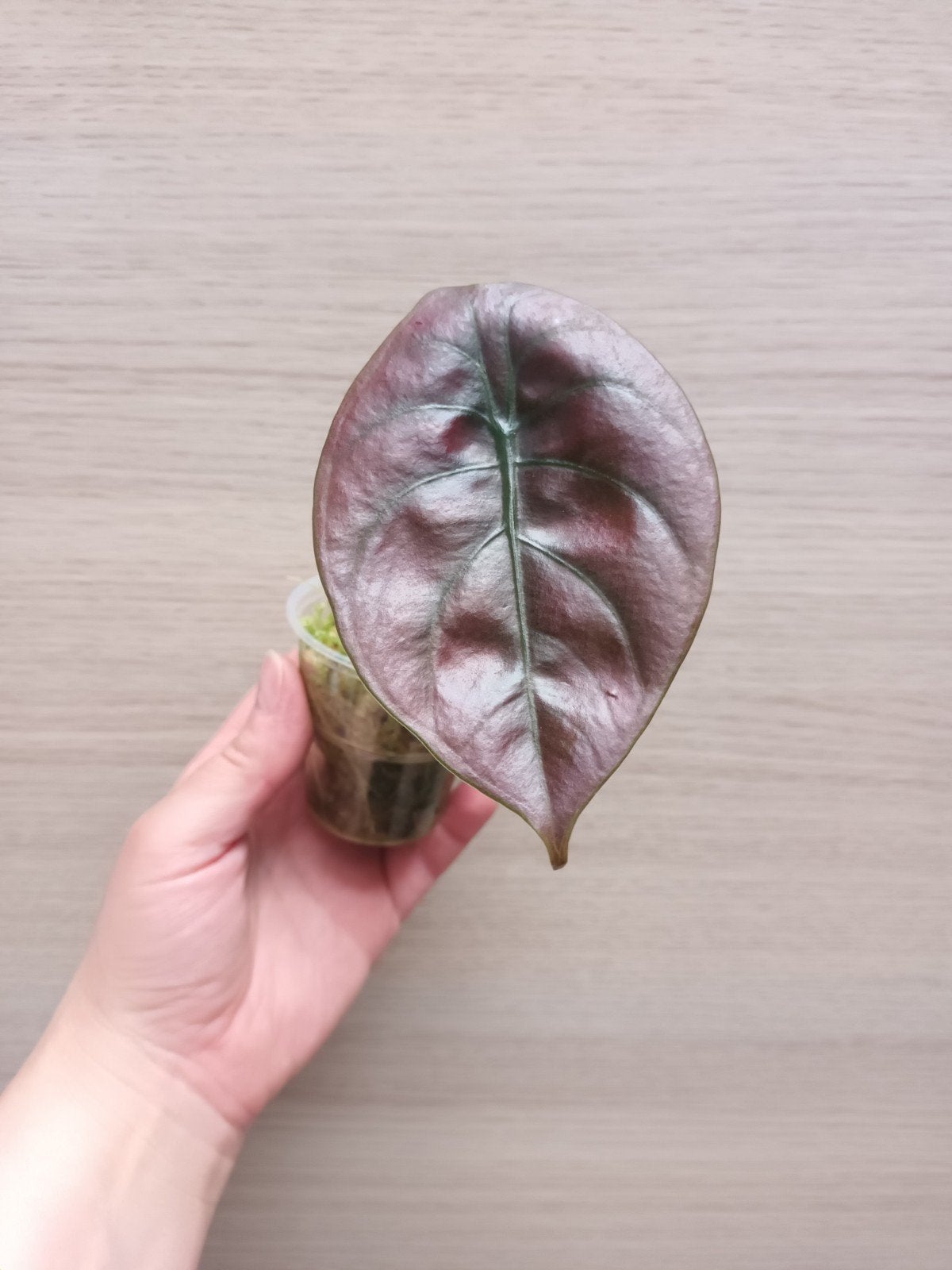 Alocasia cuprea, Ophalen of Verzenden