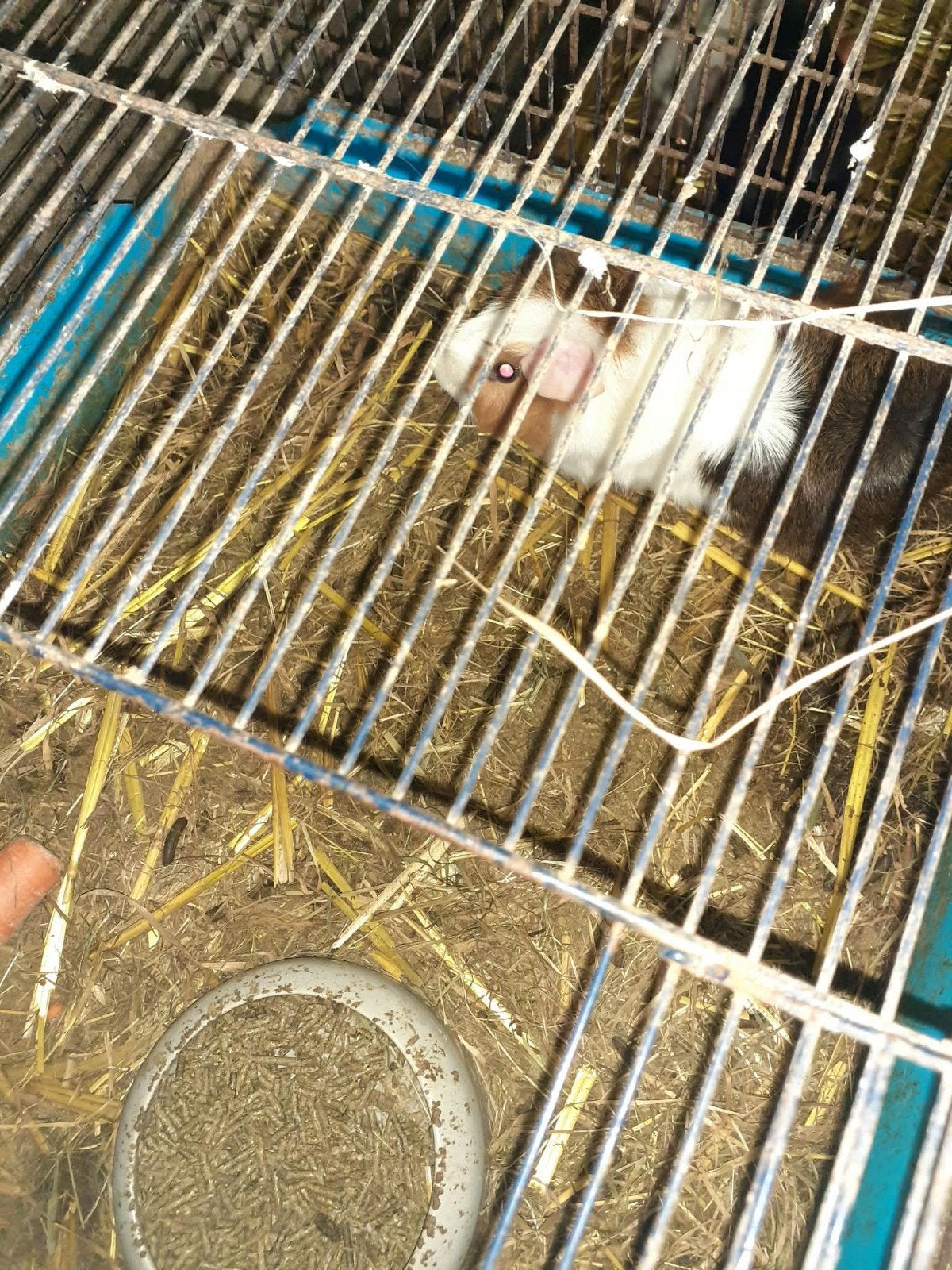 cavia beertjes, Dieren en Toebehoren, Cavia, Mannelijk, November, Tam
