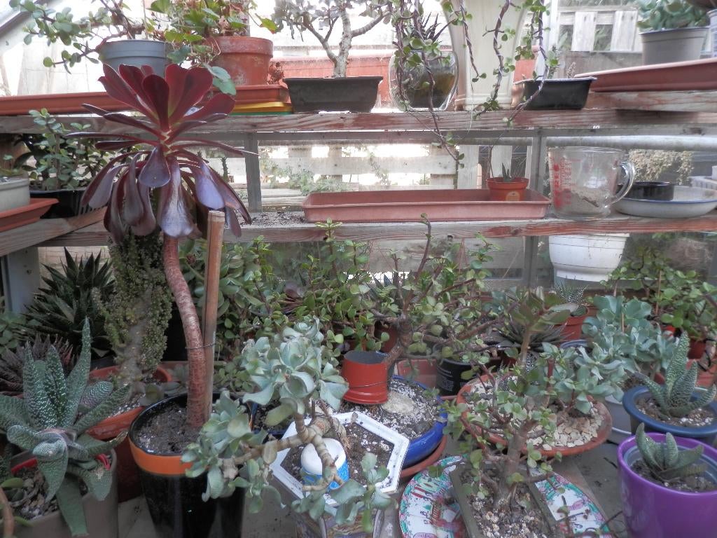 vetplanten, Ophalen, Vetplant, Halfschaduw, In pot