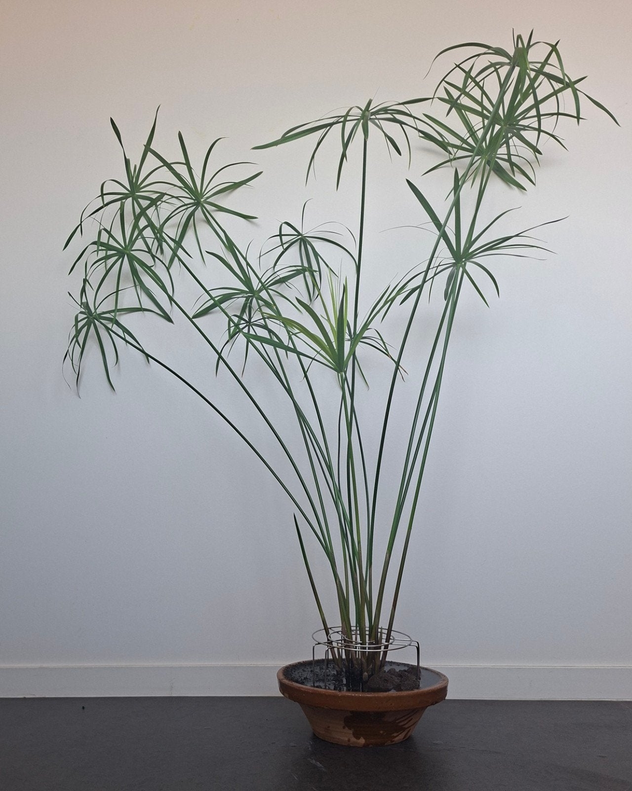 Papyrus stekje/cutting (vijverplanten/ pond plant), Huis en Inrichting, Kamerplanten, Groene kamerplant, Ophalen, Volle zon, Minder dan 100 cm
