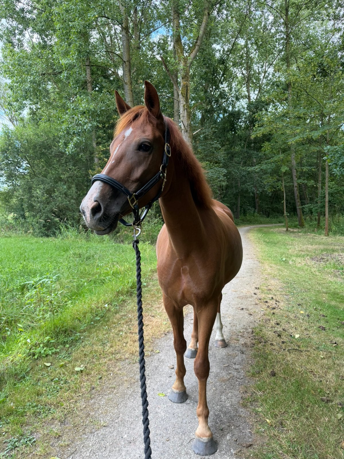 Fantastische 4 jarige d pony, Dieren en Toebehoren, Pony's, Met stamboom, Ruin, Springpony, 3 tot 6 jaar