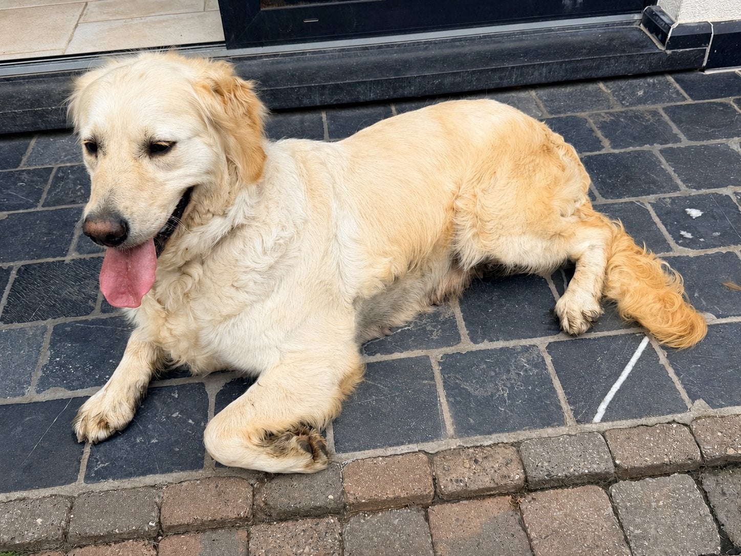 Golden Retriever-hond, Dieren en Toebehoren, België, Fokker | Hobbymatig, Teef, Eén hond