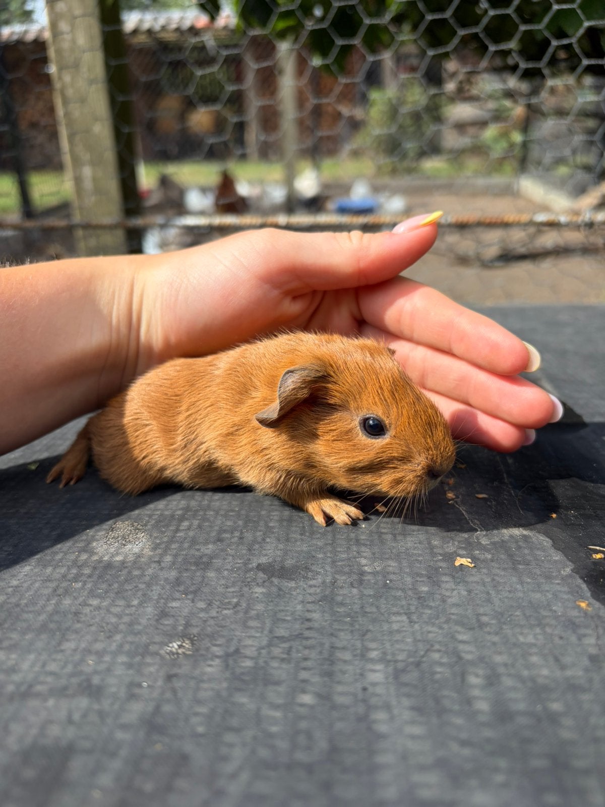 Cavia’s, Dieren en Toebehoren, Augustus, Mannelijk, Cavia