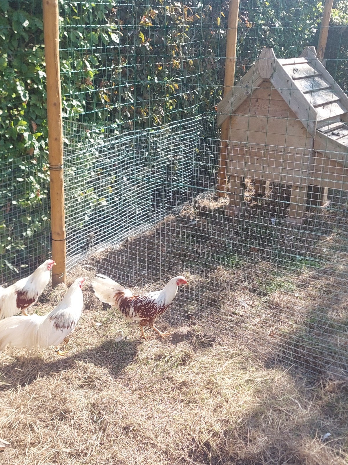 Yokohama krielen, Dieren en Toebehoren