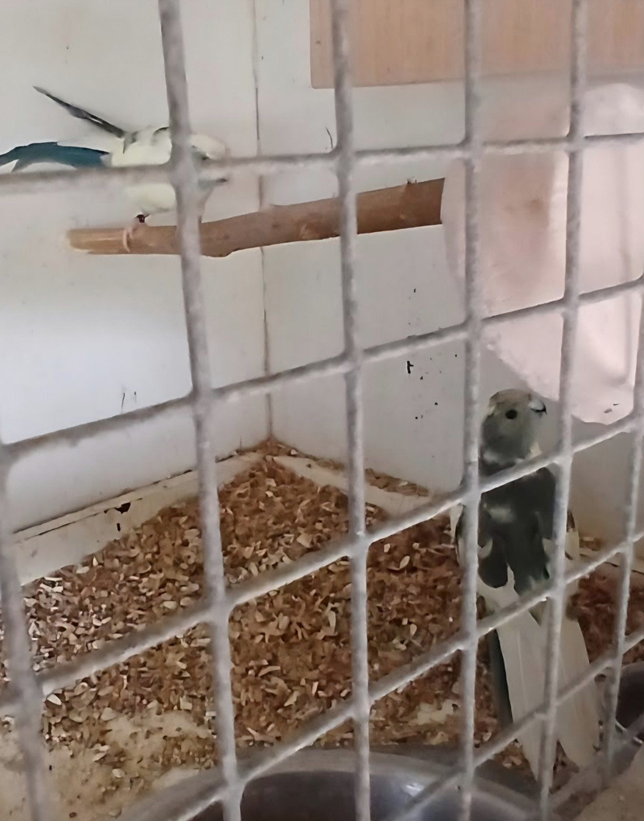 couple de kakariki, Animaux & Accessoires