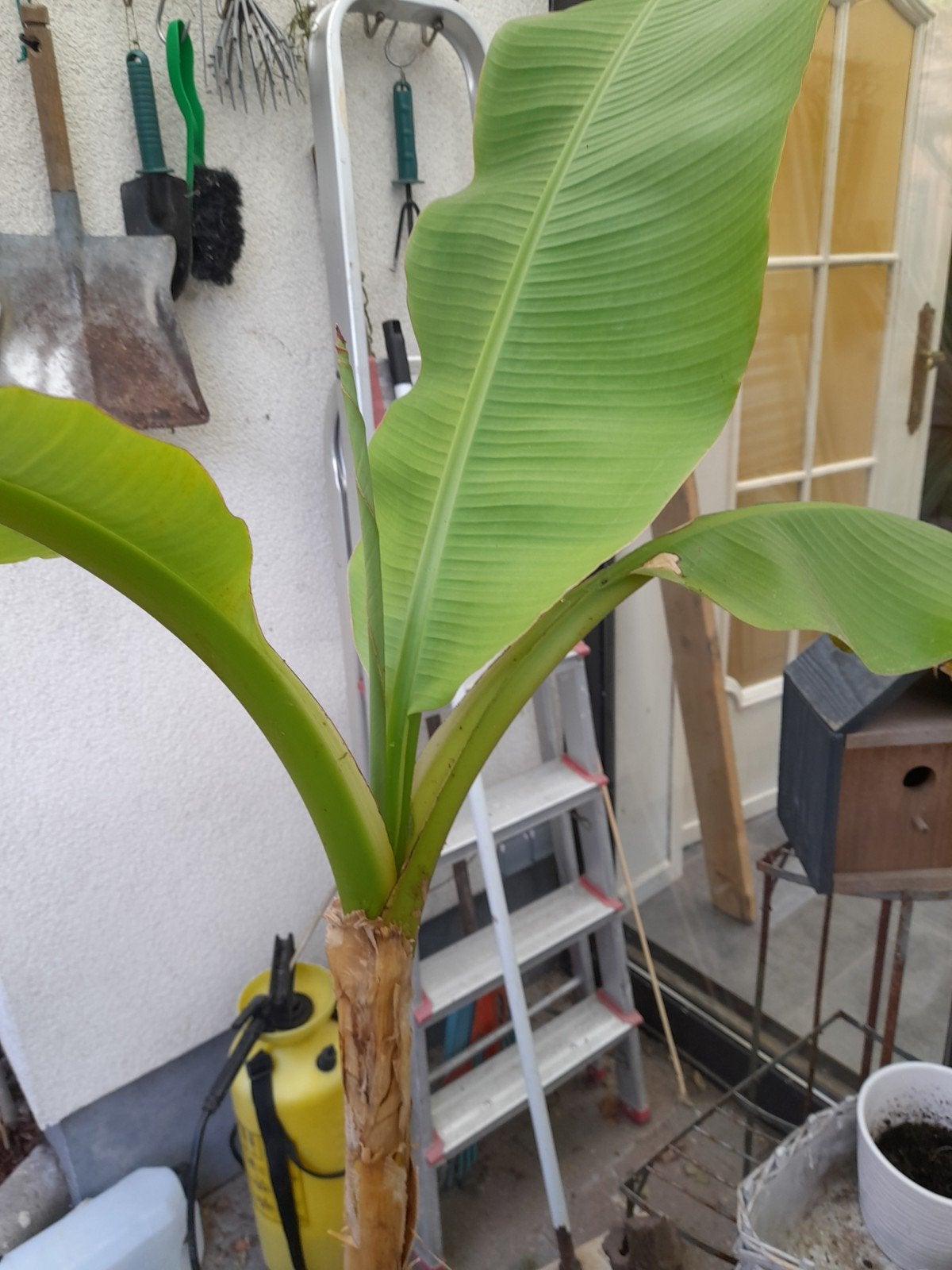 bananenplant, Tuin en Terras, Bloembollen en Zaden, Ophalen