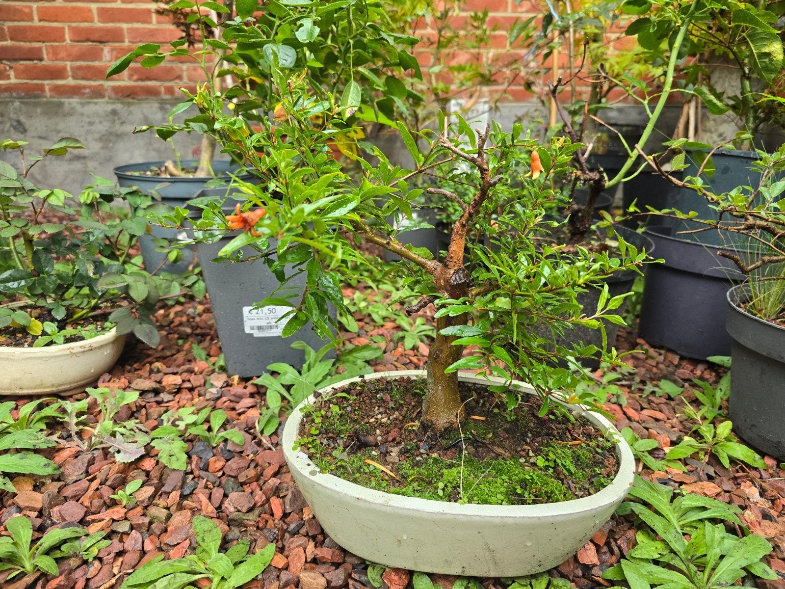 planten, Jardin & Terrasse, Enlèvement