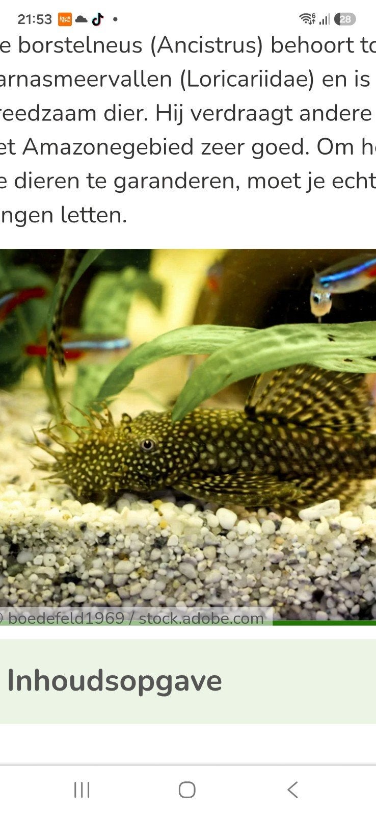 Borstel plecos, Dieren en Toebehoren, Vissen | Aquariumvissen