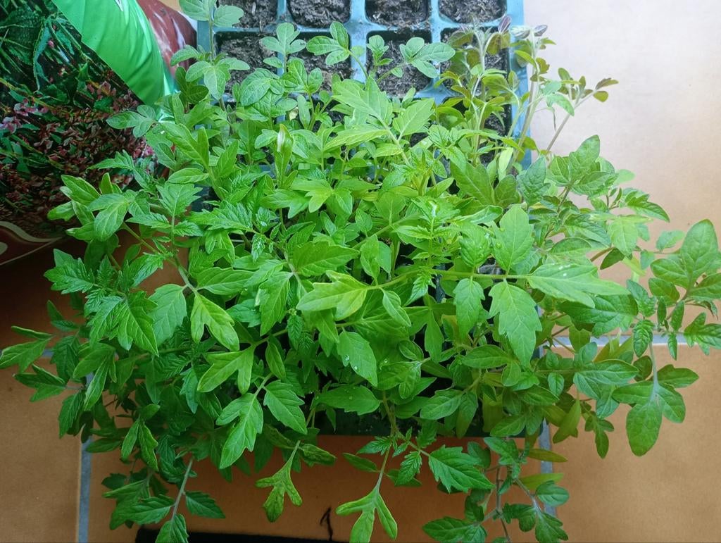 Tomaten planten, Tuin en Terras, Planten | Tuinplanten, Ophalen