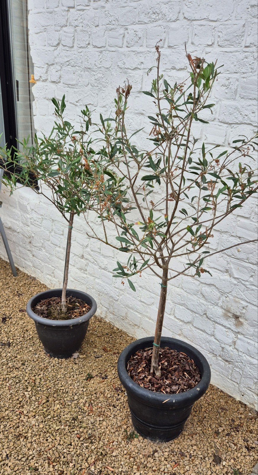 Olijfboom op stam in pot, Tuin en Terras, Planten | Bomen, Ophalen