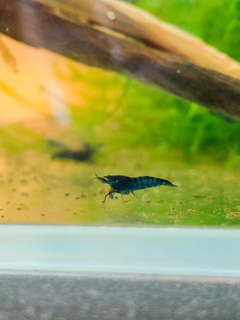 Neocaridina Blue Dream, Dieren en Toebehoren, Vissen | Aquariumvissen, Kreeft, Krab of Garnaal, Zoetwatervis