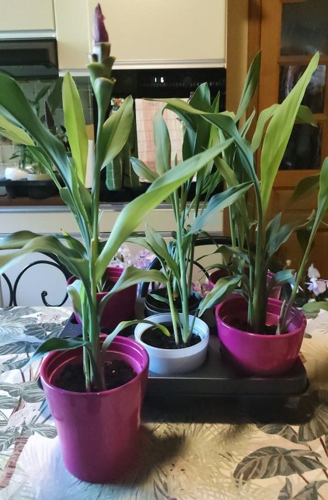 AV. PLANTE DE CURCUMA EN POT ET CACHE POT, Maison & Meubles, Enlèvement, En pot