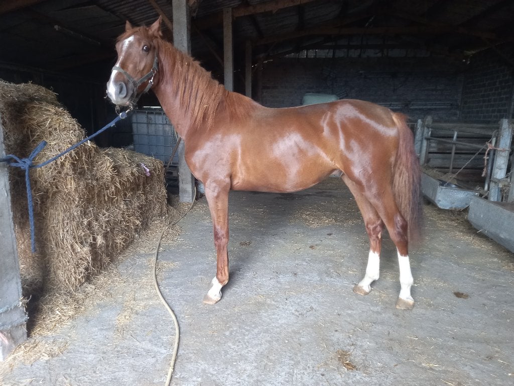 BWP 2 J BENTON VH INDIHOF 3750 EURO, Springpaard, Met stamboom, 0 tot 2 jaar, Hengst