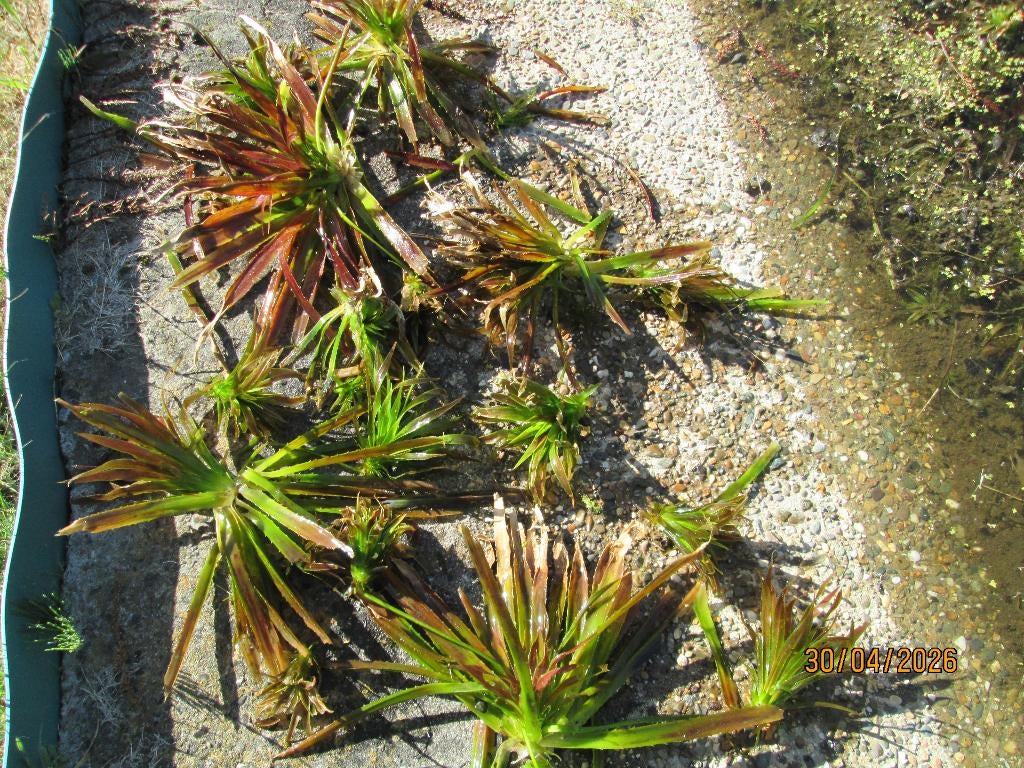 waterplanten krabbenscheer te koop, Tuin en Terras, Ophalen, Nieuw, Overige typen