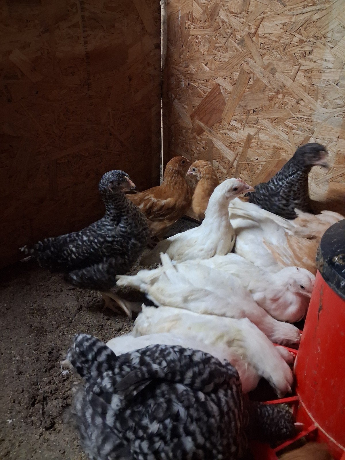 Jonge legkippen van 9 weken oud beschikbaar, Animaux & Accessoires, Femelle, Poule ou poulet