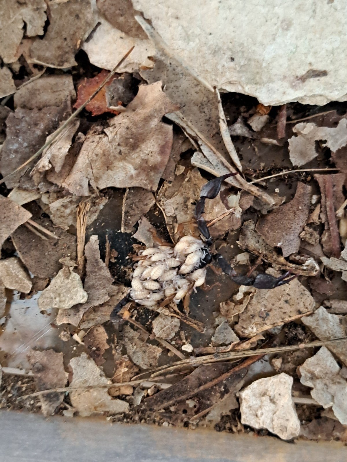 zwarte schorpioen of Tetratrichobothrius flavicaudis, Animaux & Accessoires, Insectes & Araignées, Araignée ou Scorpion