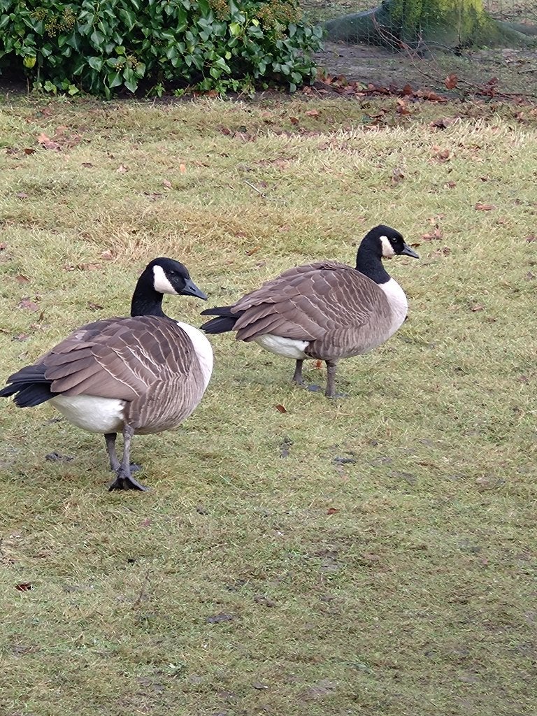 Canadese gans, Dieren en Toebehoren, Vrouwelijk, Gans of Zwaan