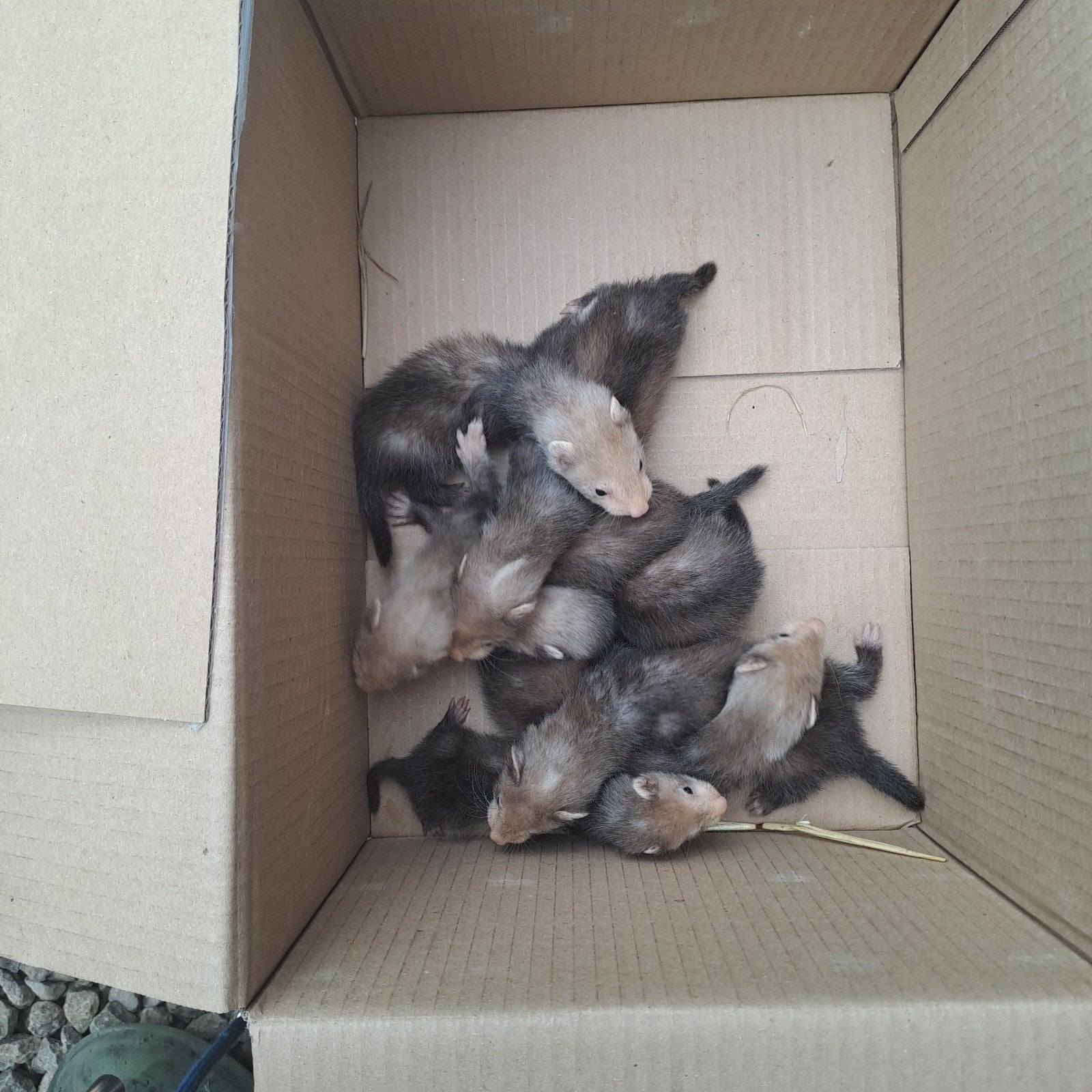 Furetons 7 semaines sevrés, Mai, Plusieurs animaux