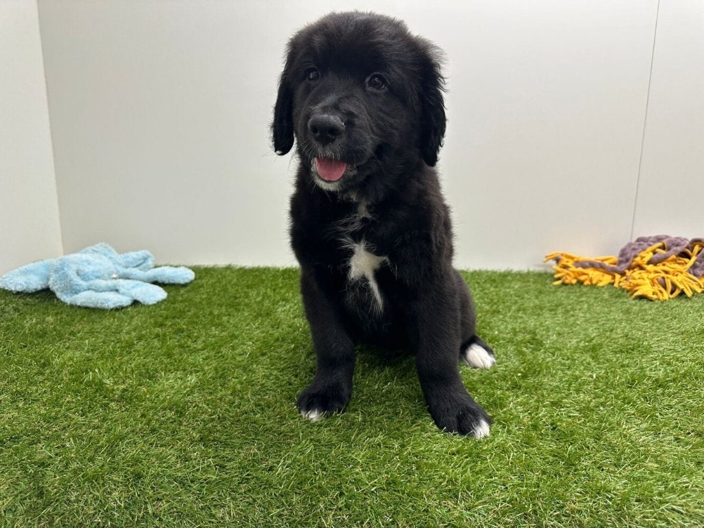 Golden Mountain Dog pups, Dieren en Toebehoren, Parvo, België, Reu, 8 tot 15 weken