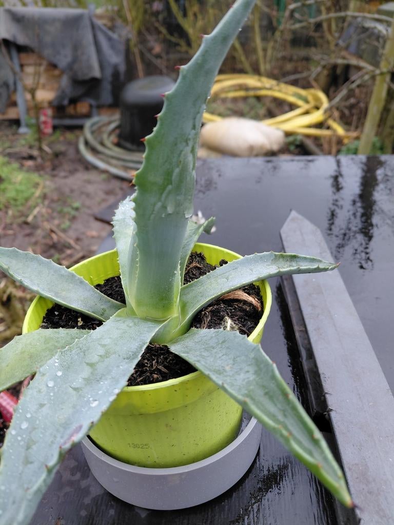 Agave, Enlèvement