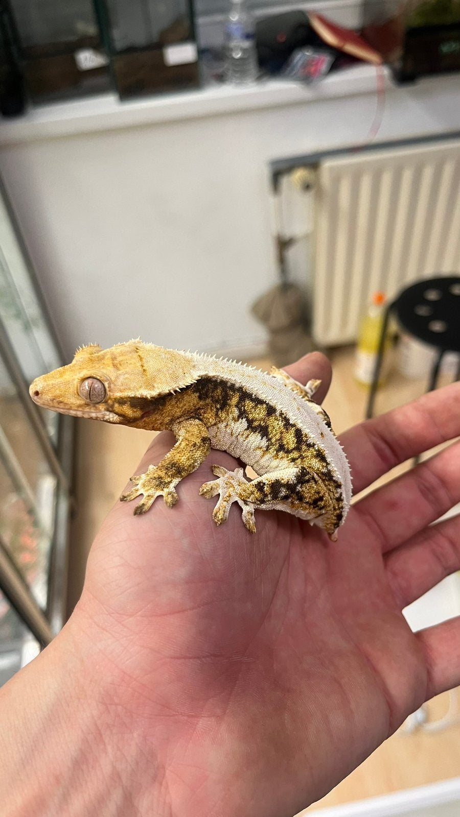Wimpergekko 0.1, Dieren en Toebehoren