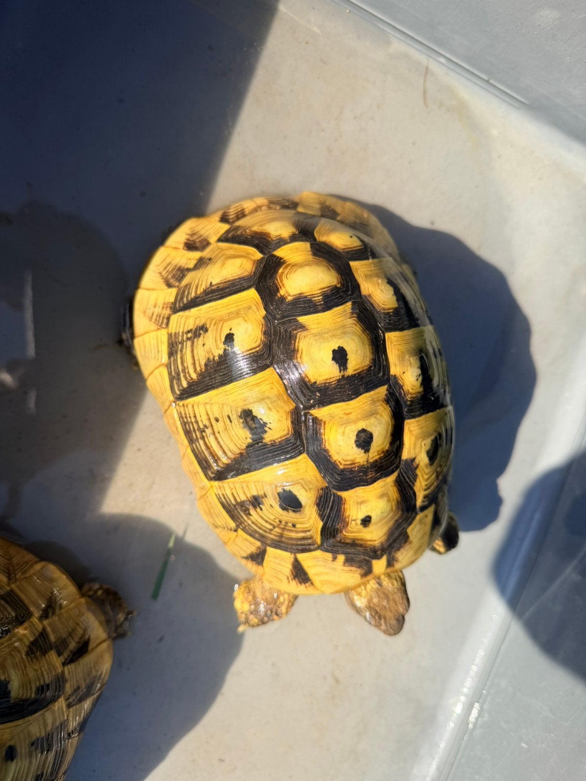 Herman boettgeri, Tortue