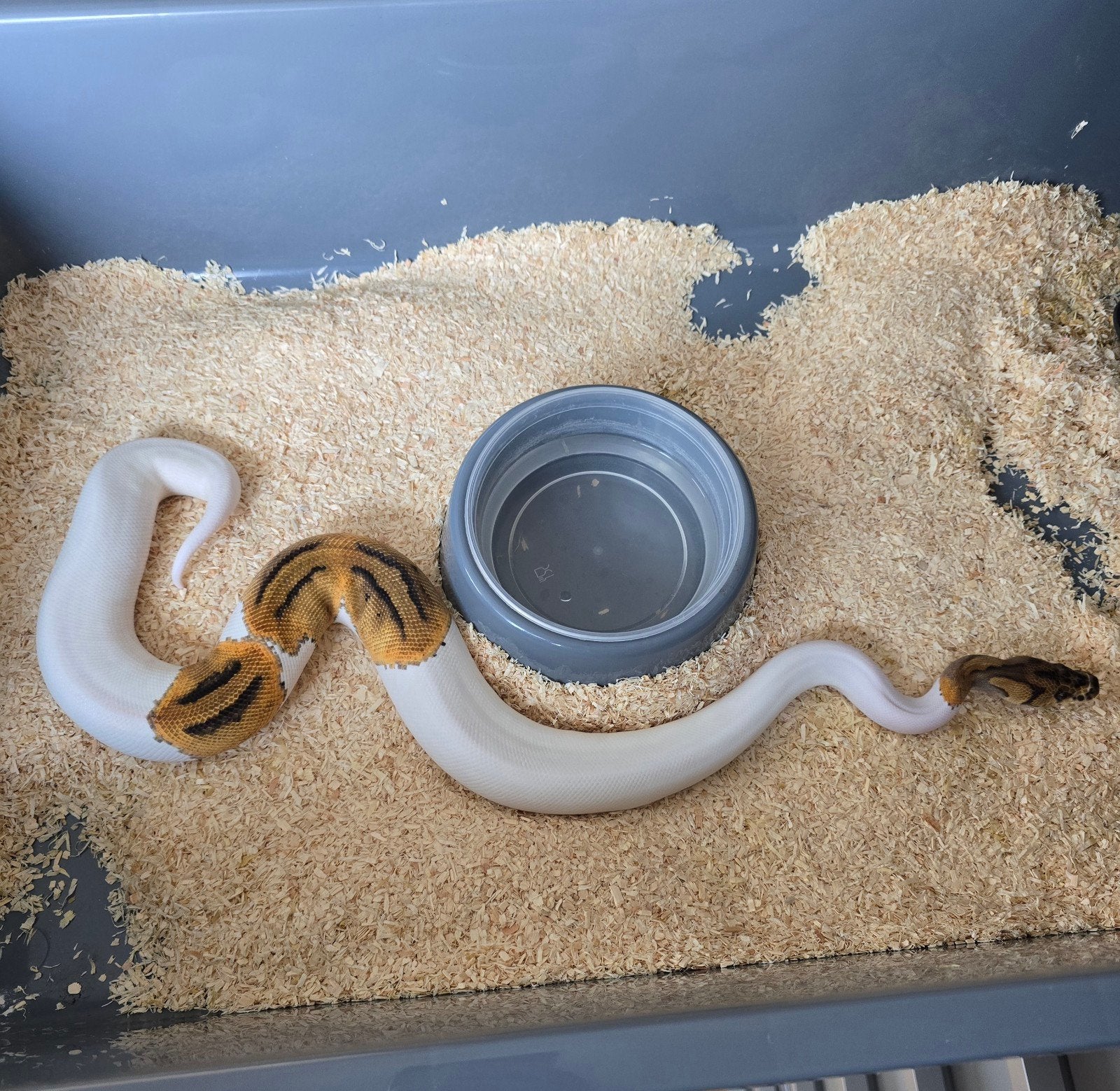 0.1 Clown Piebald, Dieren en Toebehoren, Slang, Tam, 0 tot 2 jaar