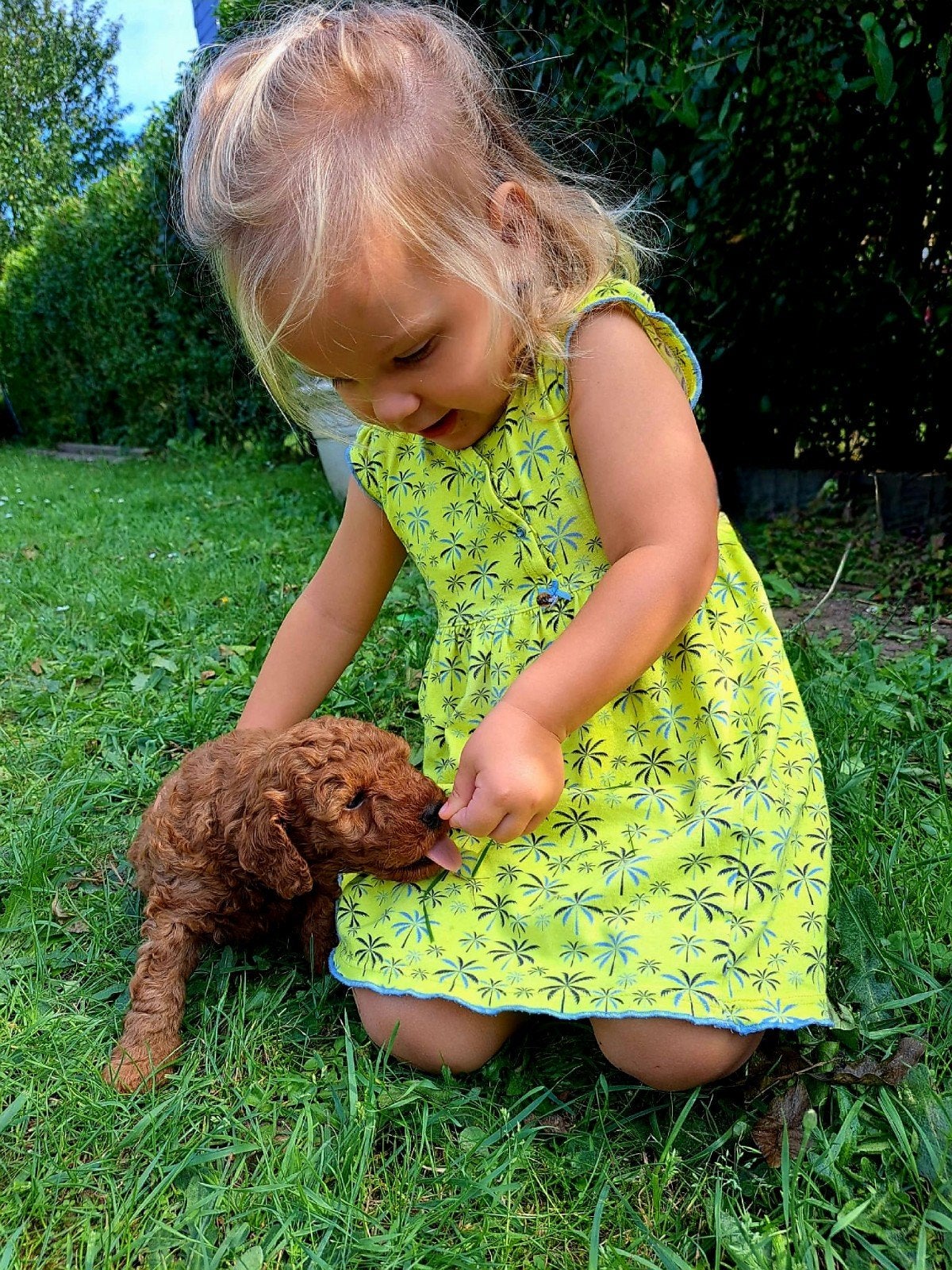Poedel puppy's, Animaux & Accessoires, Chiens | Chihuahuas & Chiens de compagnie, Plusieurs animaux, Caniche, Éleveur | Loisir