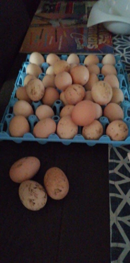 broedeitjes brahma