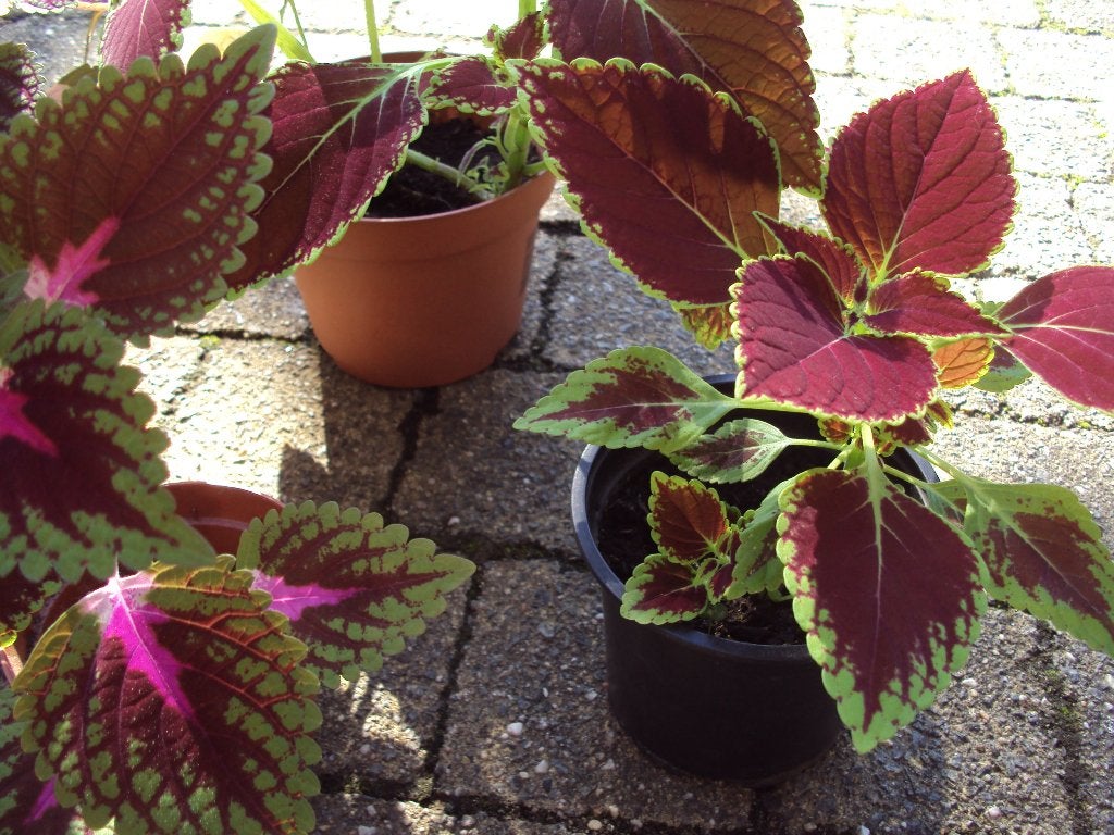 Siernetels / Coleus, Enlèvement