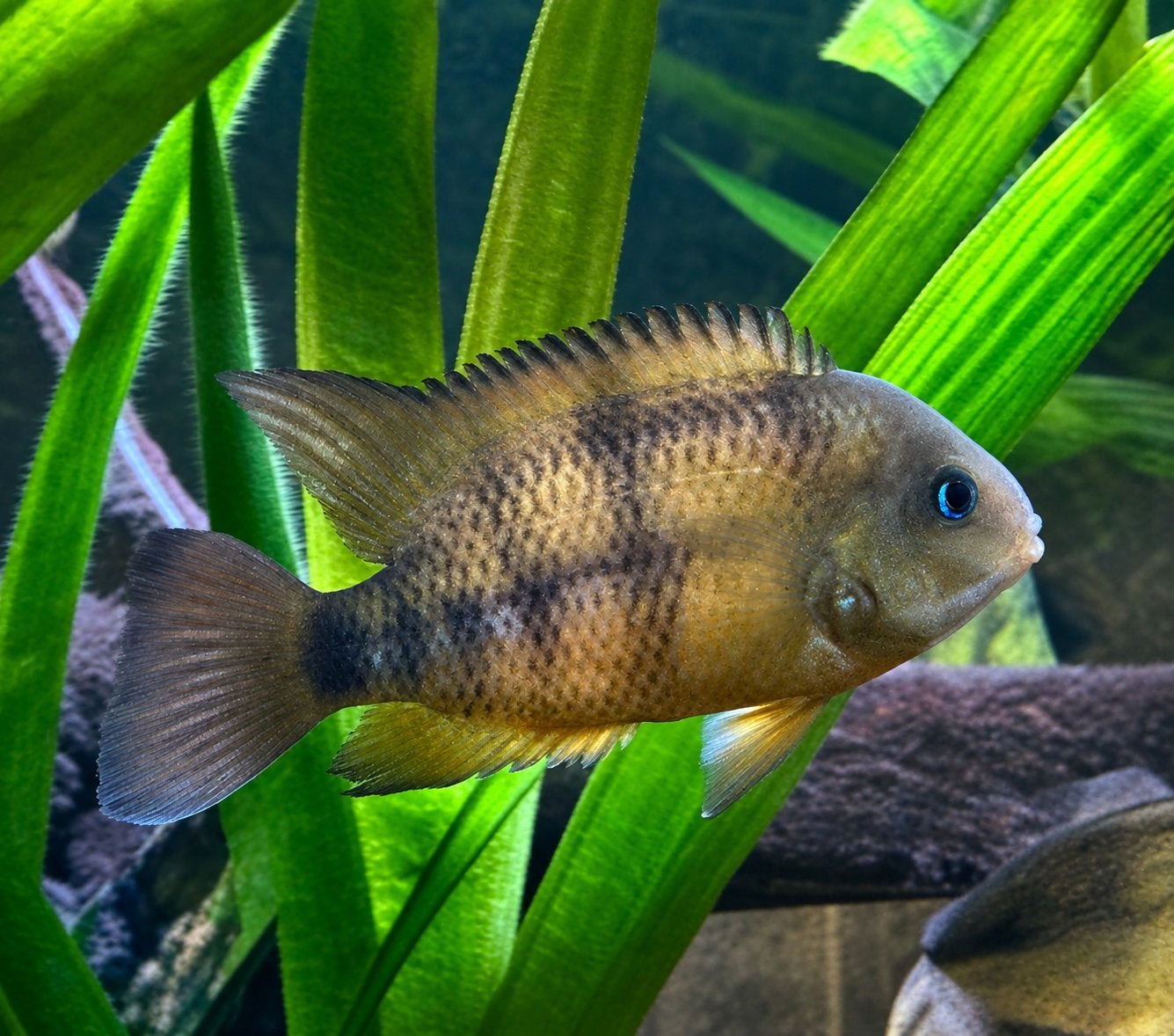 Blauwoog cichlides, Dieren en Toebehoren, Vis, Zoetwatervis