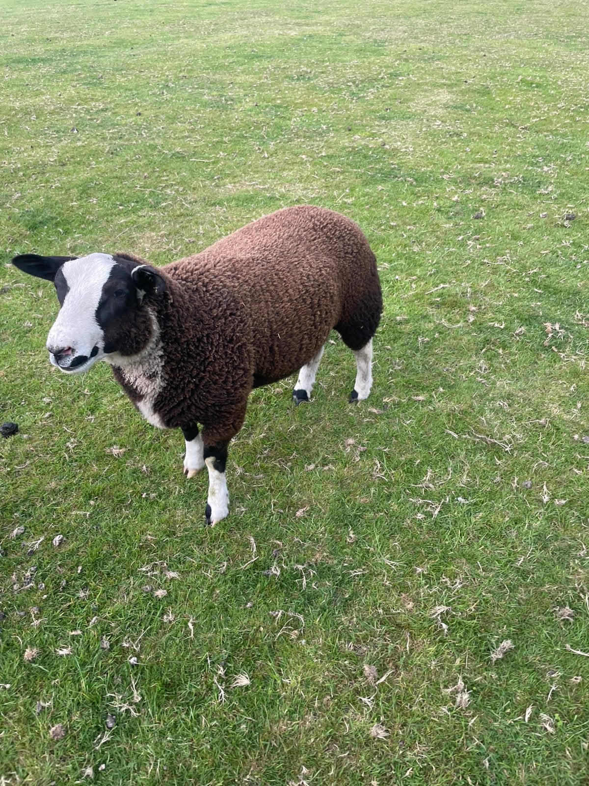 Schapen, Dieren en Toebehoren, Schapen, Geiten en Varkens