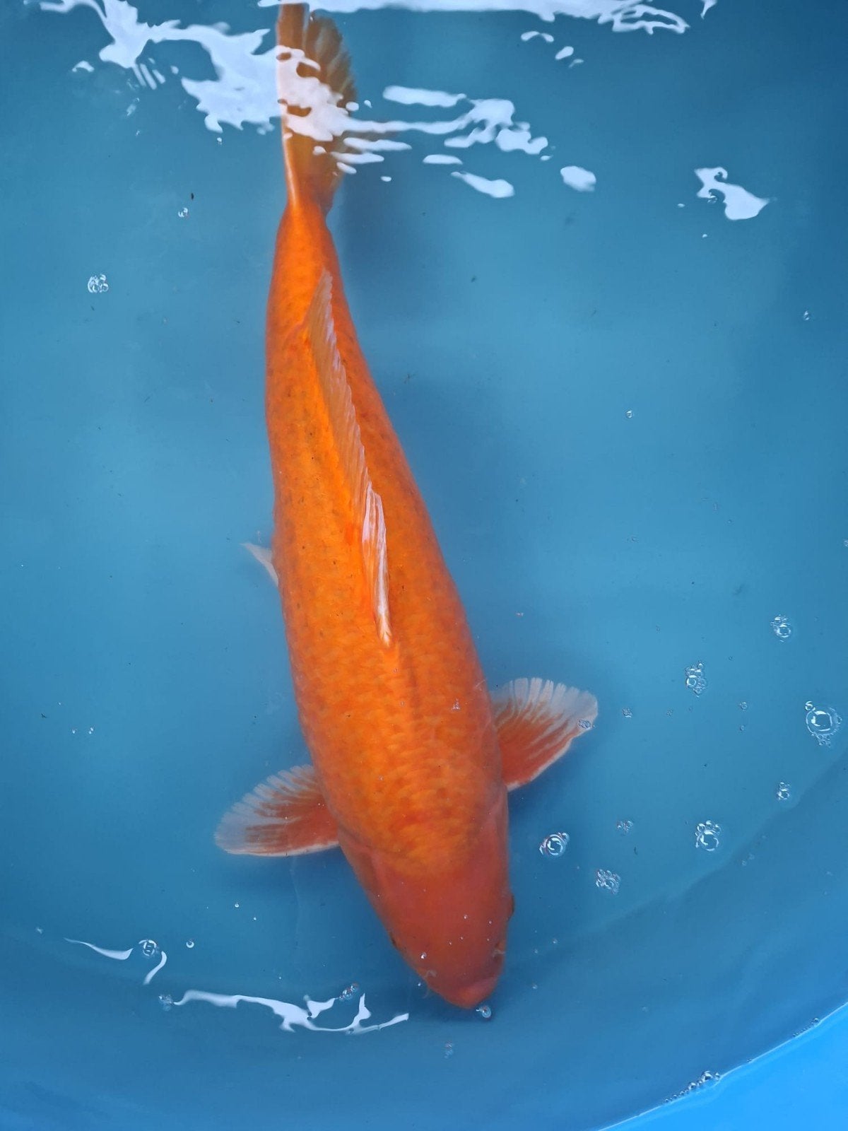 Koi japonais, Animaux & Accessoires, Poissons | Poissons d'étang