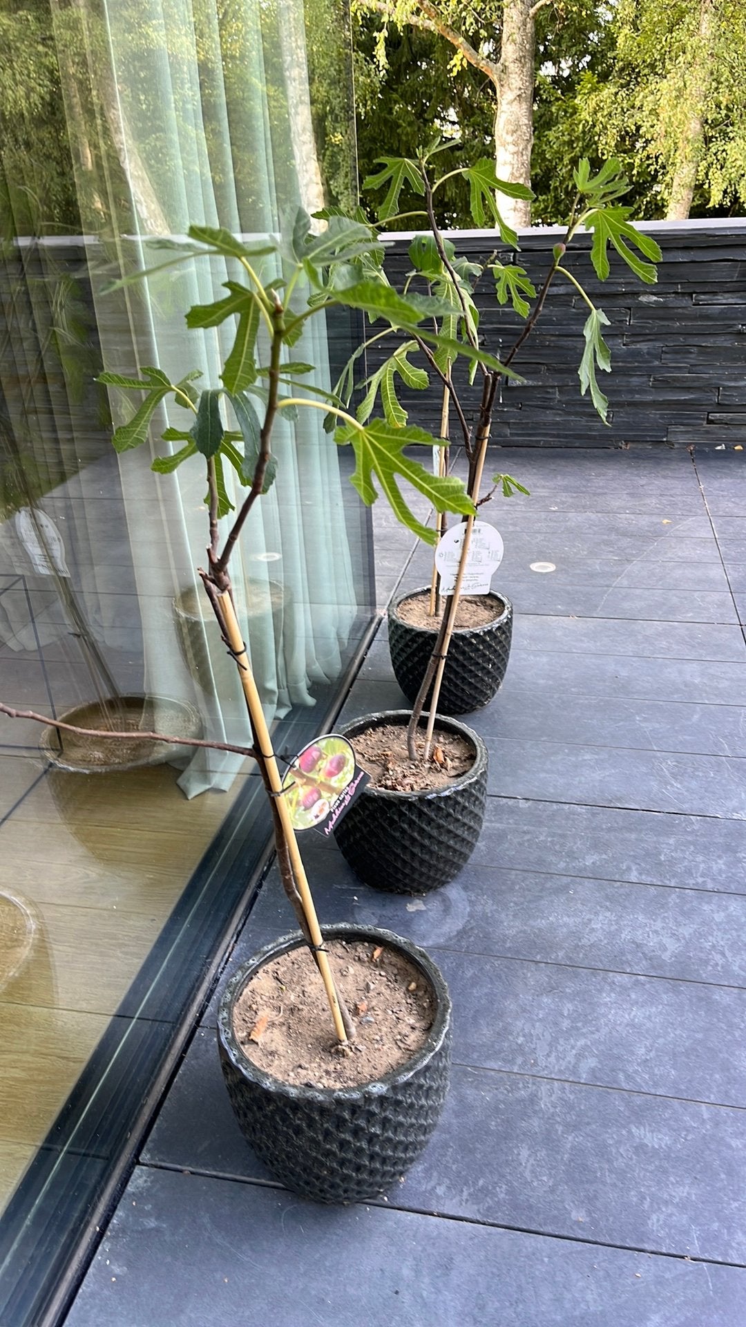 3 figuiers en pot céramique emaillé, Jardin & Terrasse, Enlèvement