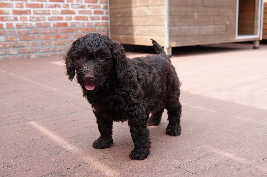 Prachtige Choco mini Labradoodle pup, met stamboom, Dieren en Toebehoren, Honden | Retrievers, Spaniëls en Waterhonden, België