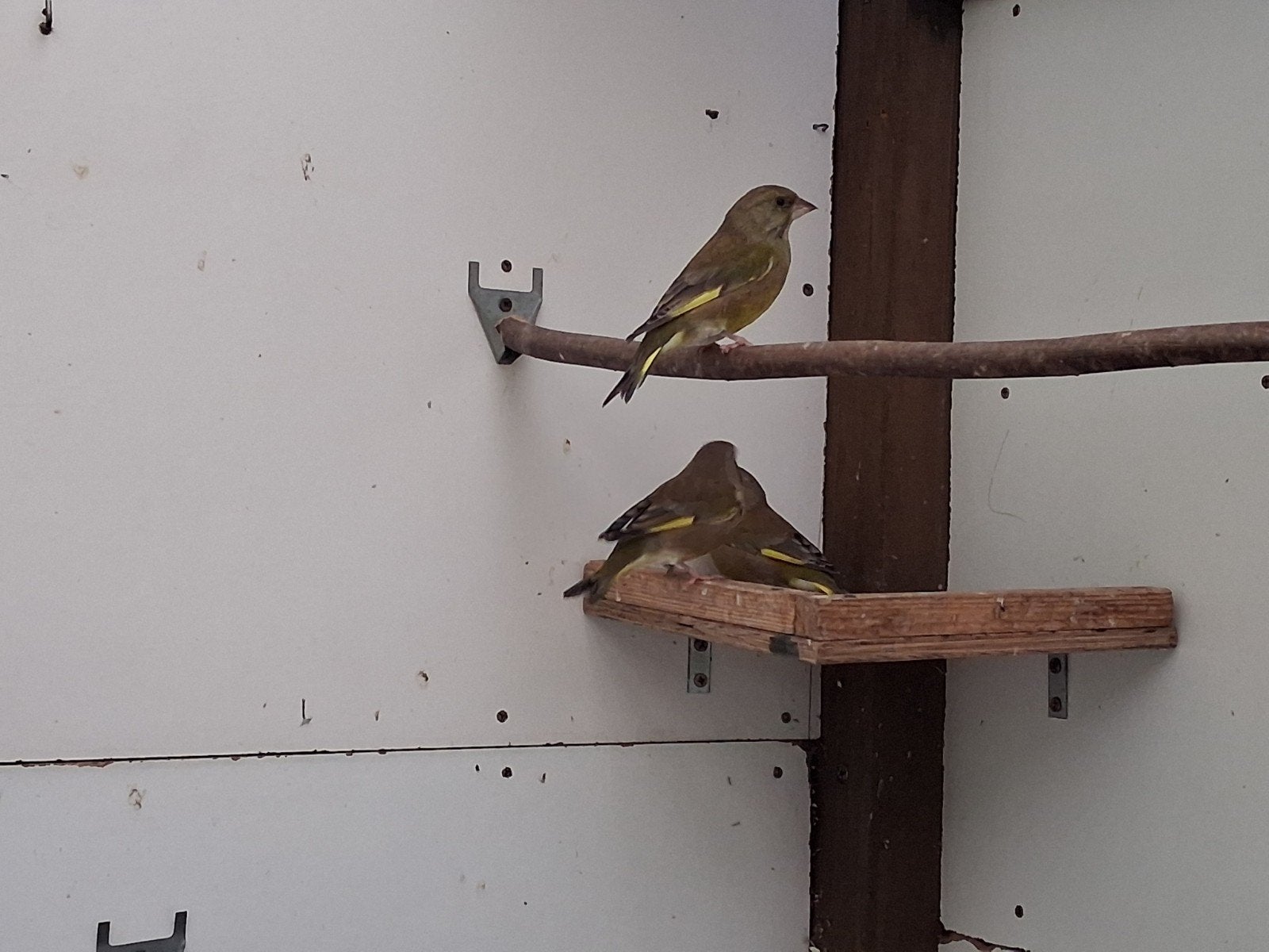 groenvinken, Dieren en Toebehoren