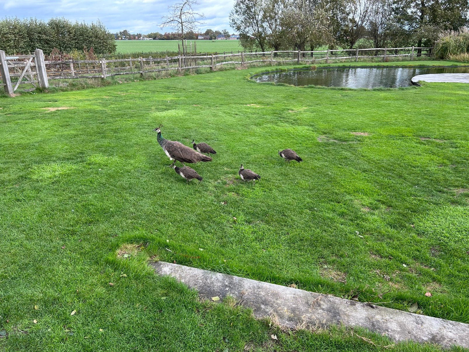 4 jonge pauwen, Dieren en Toebehoren