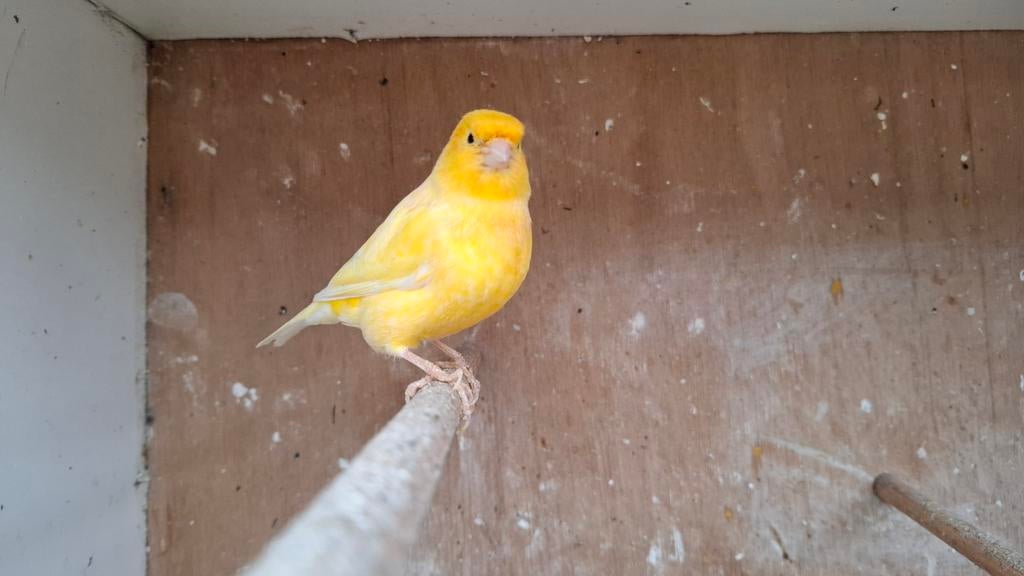 Canaris jaunes et rouges à vendre à partir de 2026, Animaux & Accessoires, Oiseaux | Canaris