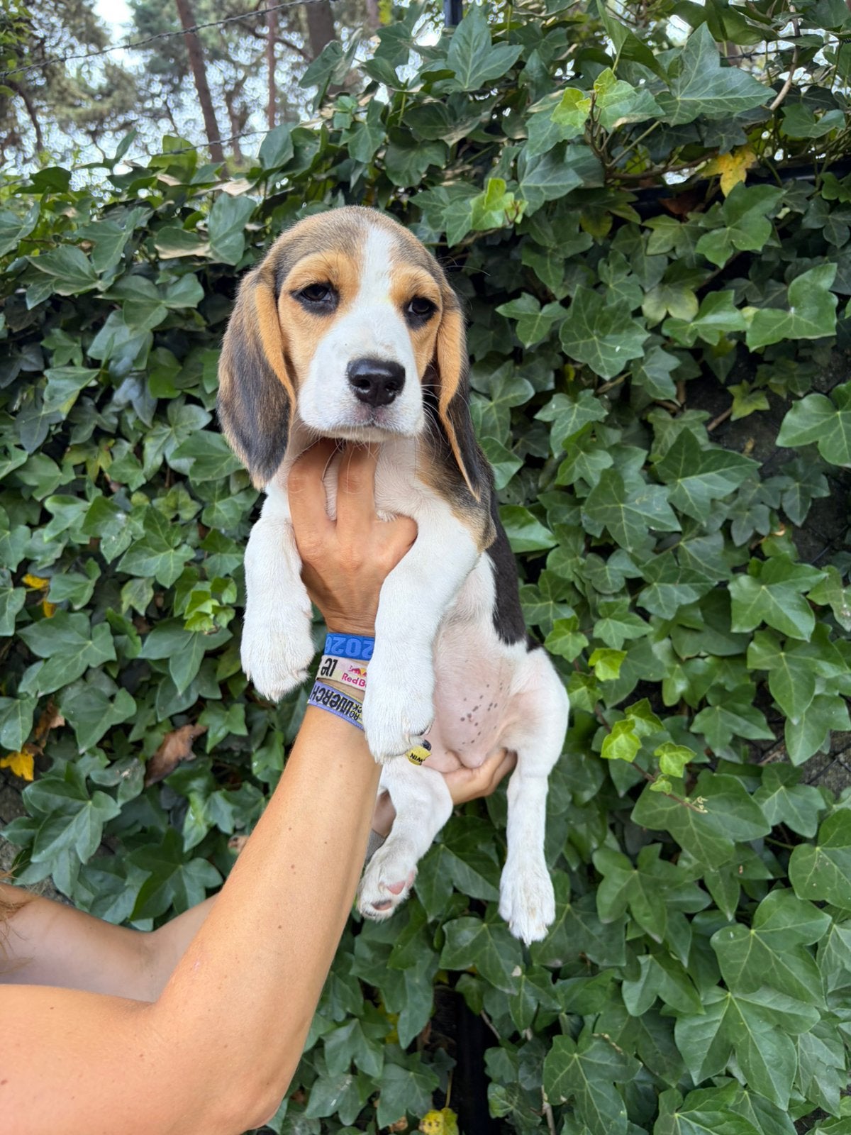 Chiot Beagle social femelle, Chienne, Belgique, Taille moyenne, Un chien