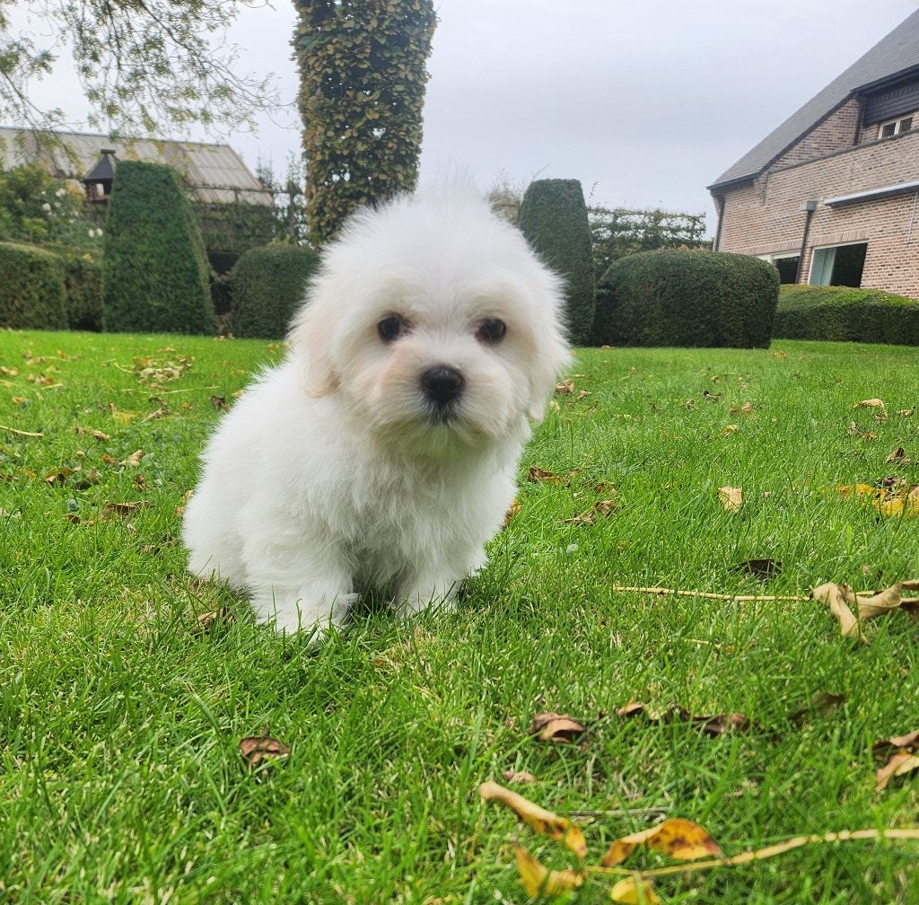 Maltezer pups te koop, België, Maltezer, CDV (hondenziekte), 8 tot 15 weken